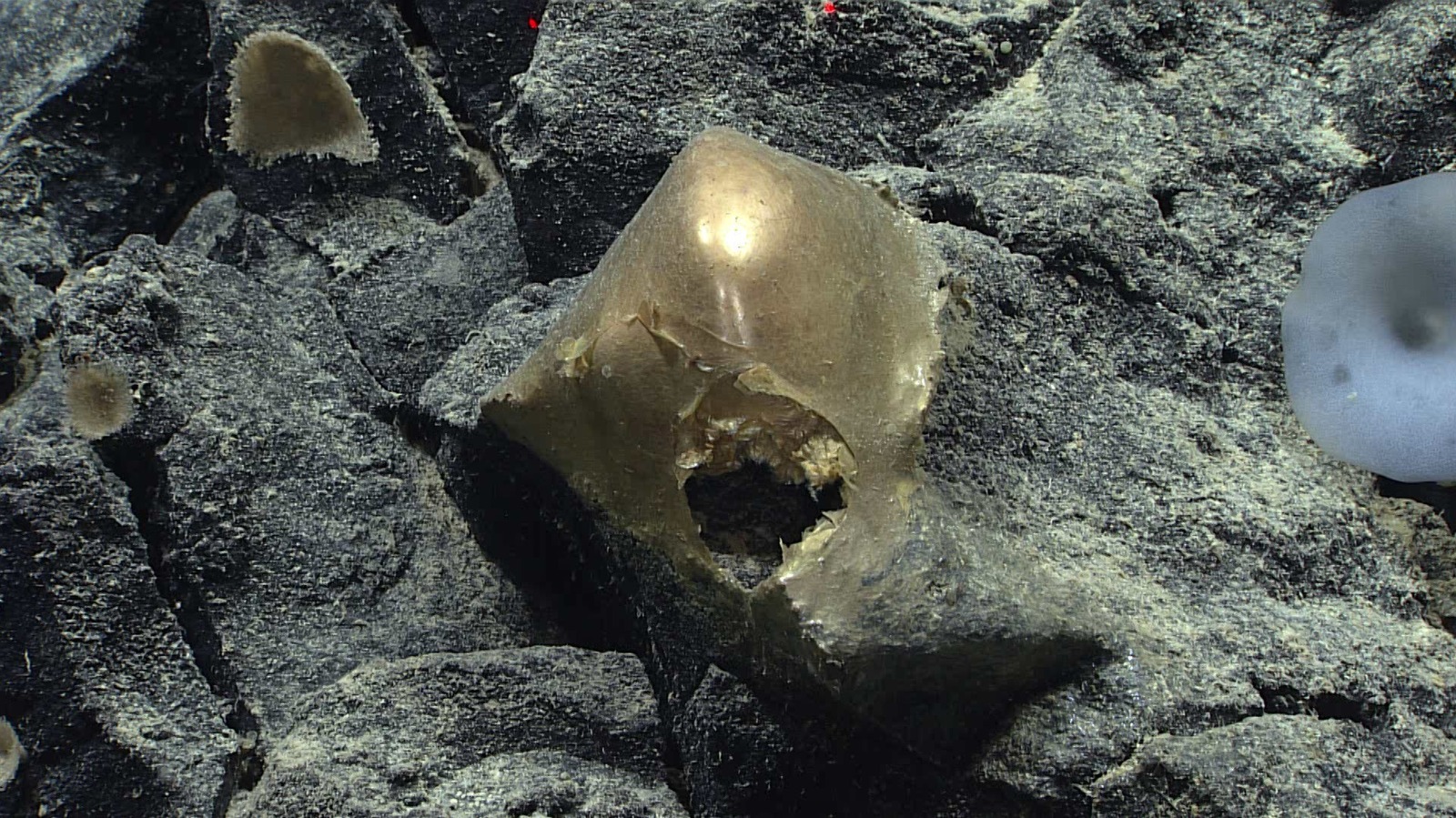 Des scientifiques ont enfin résolu le mystère de l'orbe doré découvert dans l'océan de l'Alaska