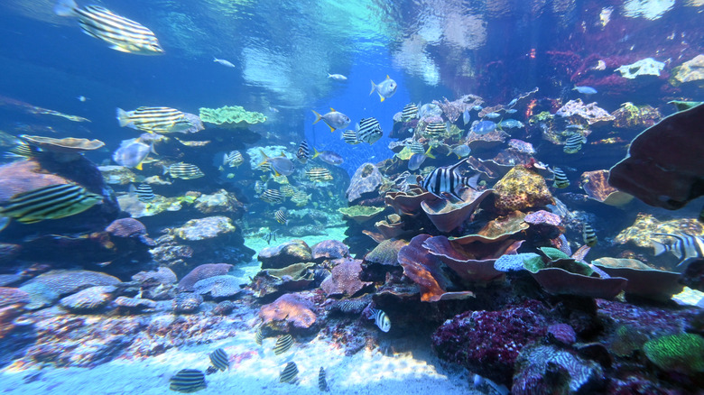 Poissons colorés nageant au large des côtes australiennes.