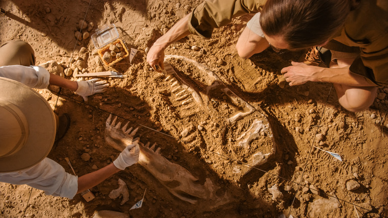 Deux paléontologues travaillant sur un site fossile, enlevant la saleté d'un fossile de dinosaure