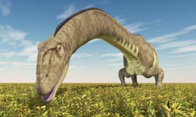 Le dinosaure de 92 pieds découvert par accident en Chine