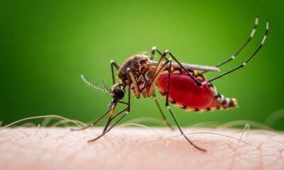 La maladie des piqûres de moustiques qui peut vous tuer en un jour