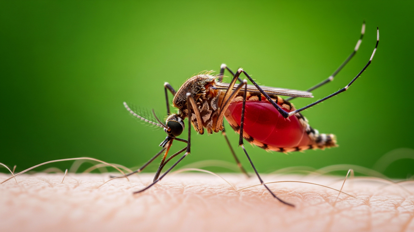 La maladie des piqûres de moustiques qui peut vous tuer en un jour