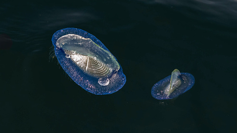 velella flottant à la surface de l'océan