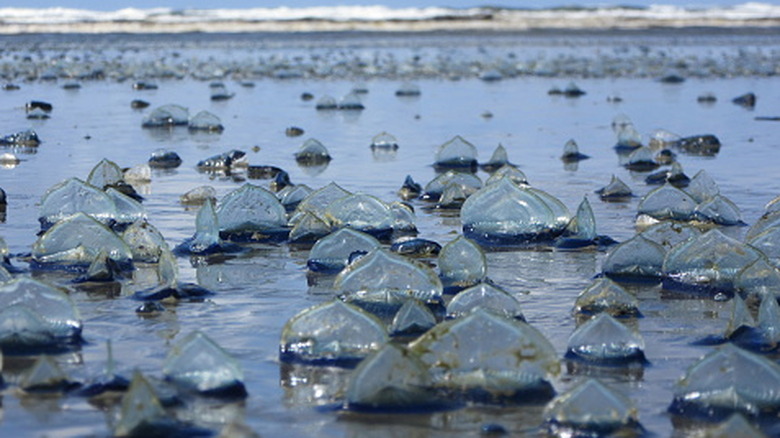grand groupe de valella échoués sur la plage