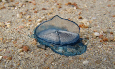 Ces étranges créatures bleues recouvrent les plages de Californie
