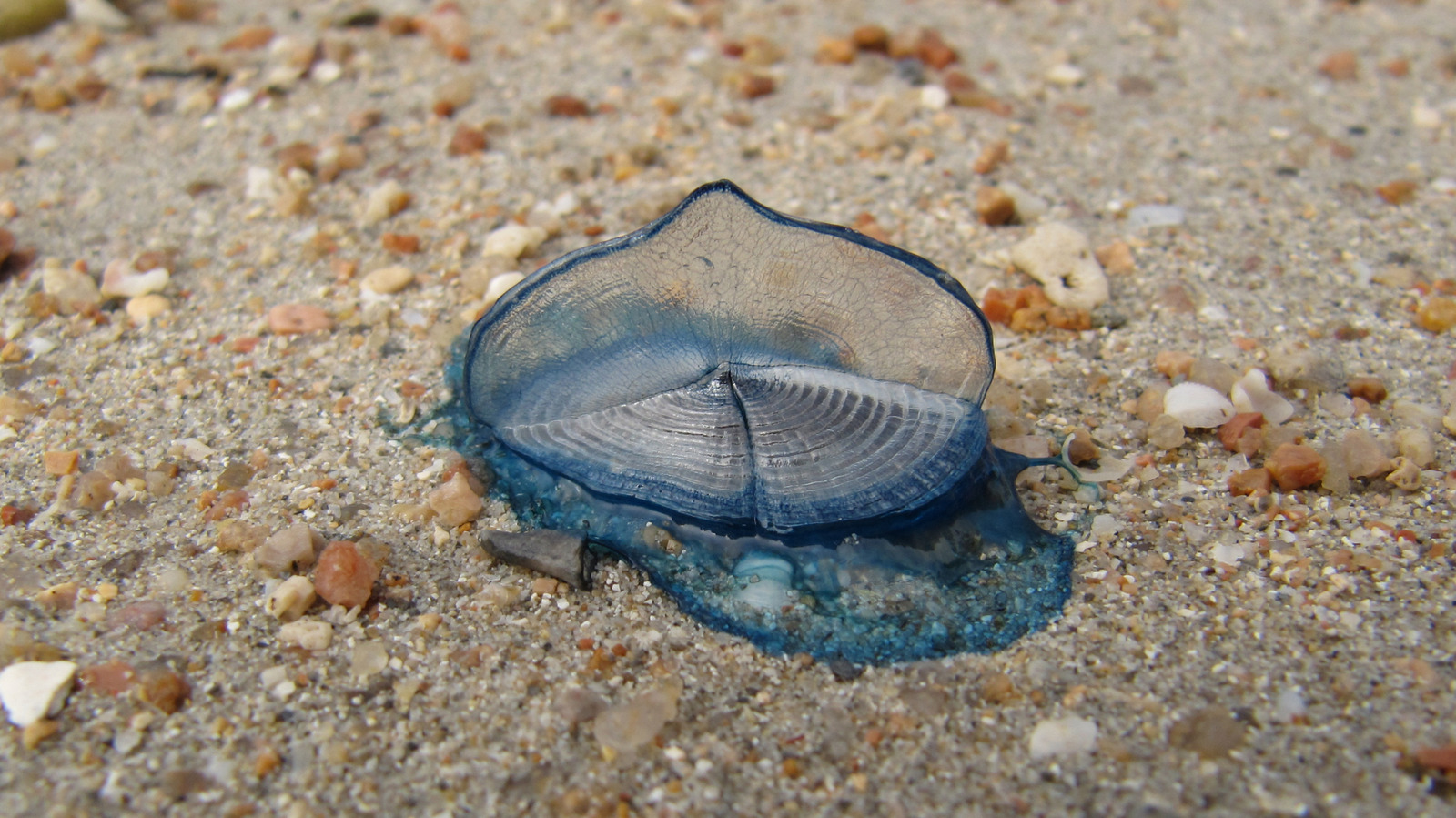 Ces étranges créatures bleues recouvrent les plages de Californie