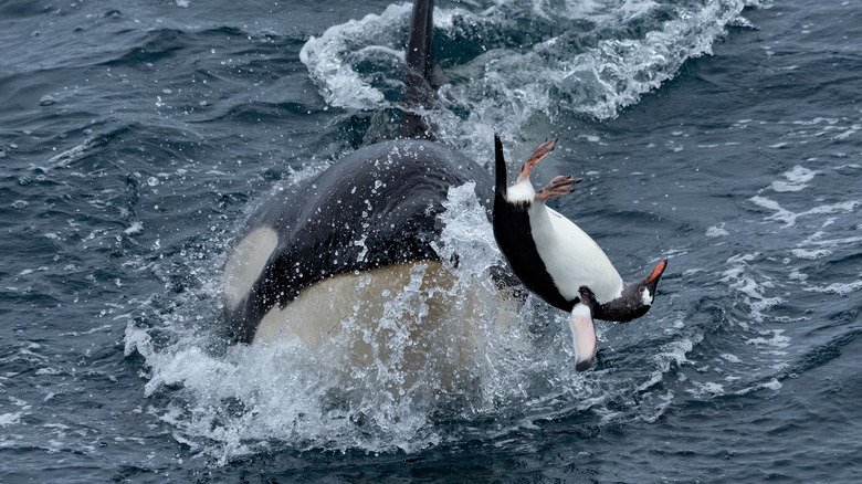 Orque franchissant la surface de l'océan alors qu'elle chassait un manchot papou en Antarctique