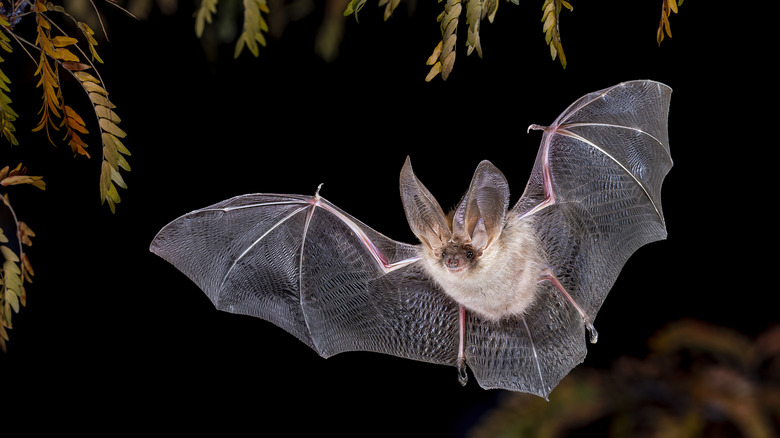 Chauve-souris brune à longues oreilles volant dans une forêt