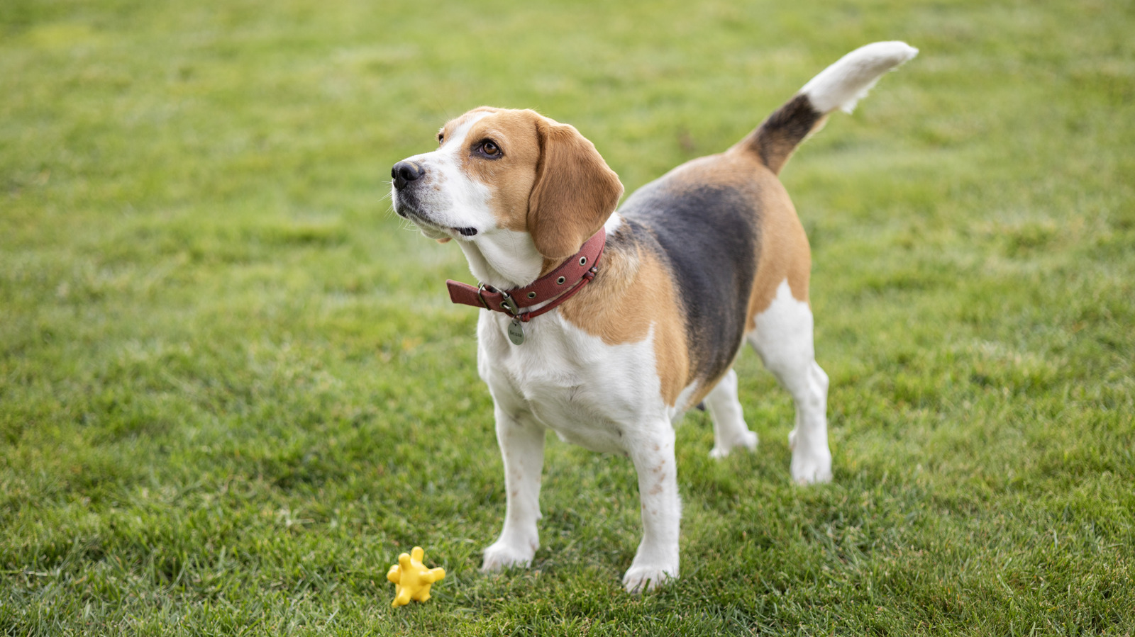 L'expérience du chien chinois qui n'avait jamais été réalisée auparavant