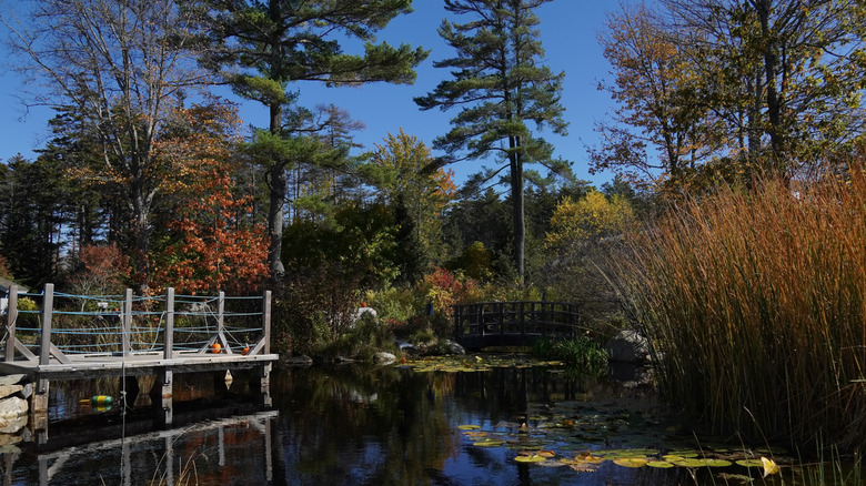 Petit étang au milieu des jardins botaniques de la côte du Maine