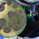 Les choses grossières que les spores de moisissures peuvent faire à votre corps