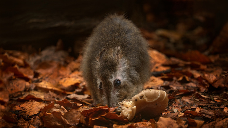 Un potoroo au long nez (Potorous tridactylus) mangeant des champignons