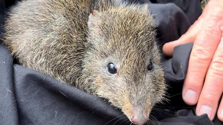 Gros plan d'une personne tenant un potoroo de Gilbert, une espèce en danger critique d'extinction