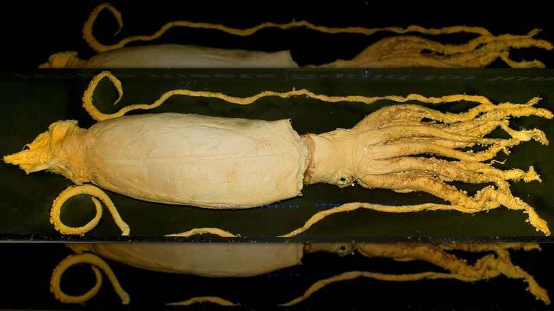 Spécimen préservé d'Architeuthis dux de Victoria découvert en 1857 au large des côtes de la Tasmanie