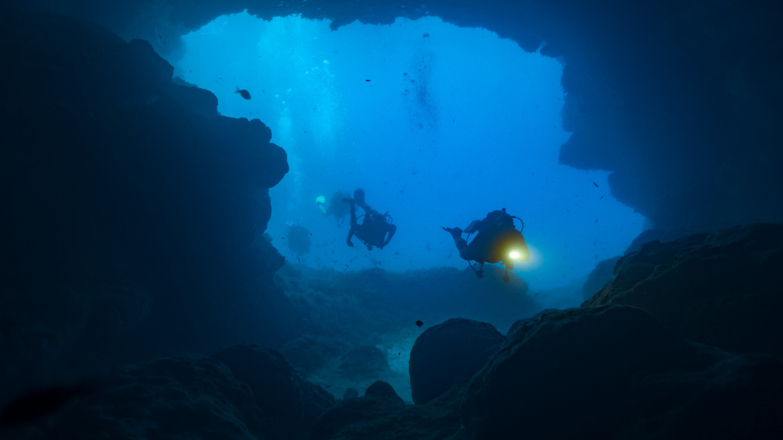 Des scientifiques ont détecté une énorme créature des grands fonds au large des côtes australiennes