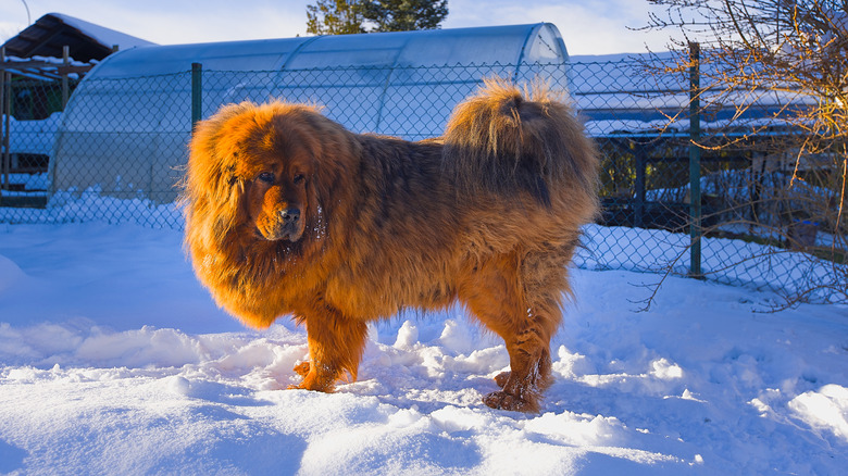 Un Mastiff tibétain se dresse dans un paysage enneigé.