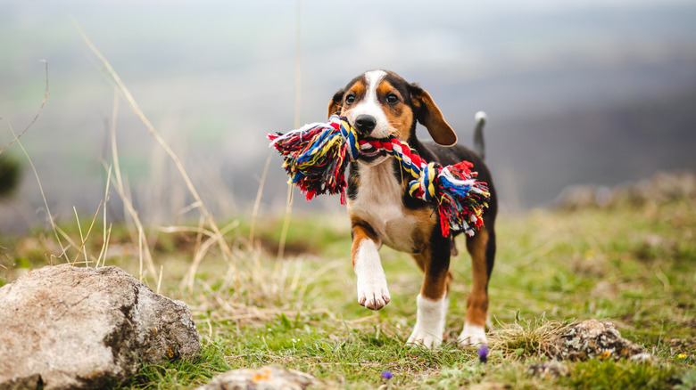 Un chiot porte un jouet vers la caméra.