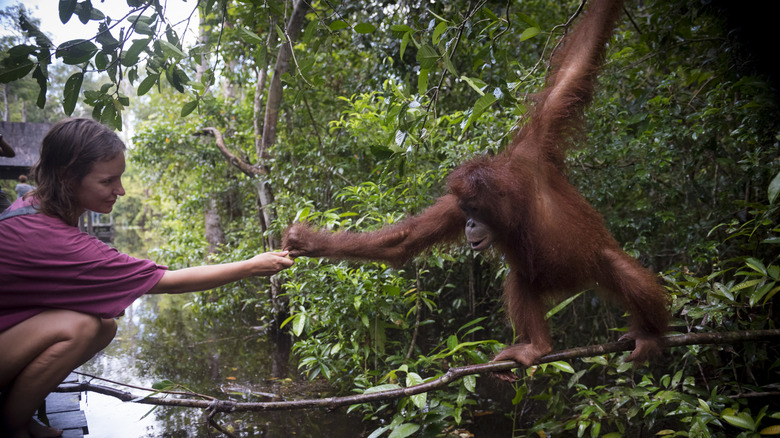 Une femme sur un bateau fluvial tend la main pour toucher la main d'un orang-outan tendu