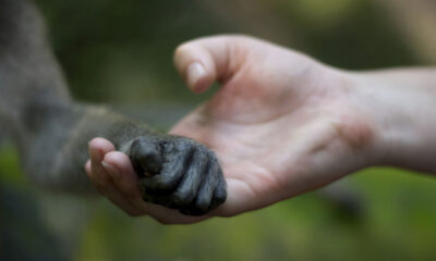 Mystère ou mythe : les êtres humains ont-ils évolué à partir des singes ?
