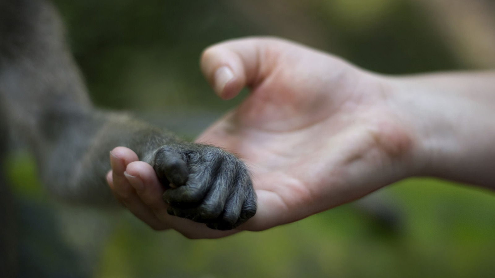 Mystère ou mythe : les êtres humains ont-ils évolué à partir des singes ?