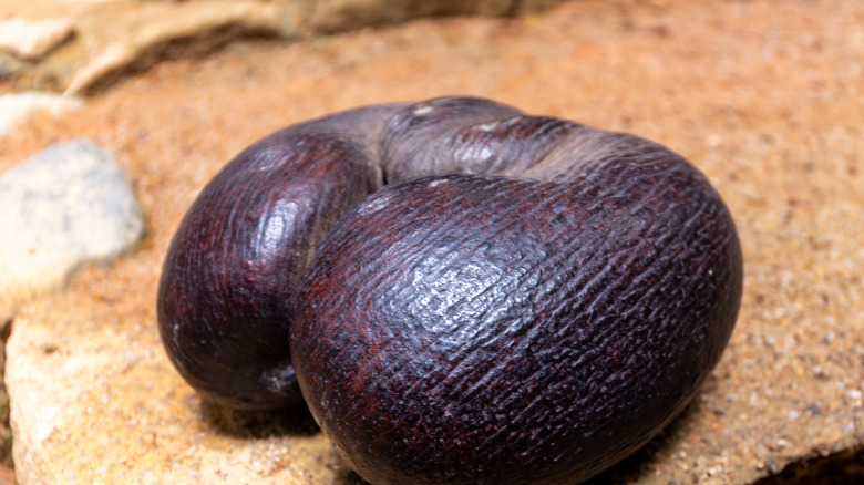 Graine de coco de mer sur une dalle de pierre