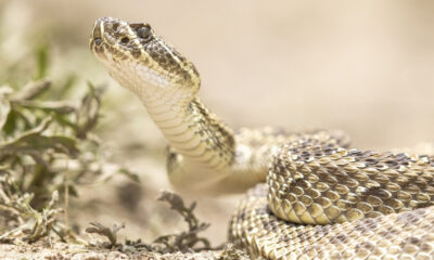 Ce sont les deux seuls États américains où la randonnée et le camping sont totalement exempts de serpents