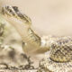 Ce sont les deux seuls États américains où la randonnée et le camping sont totalement exempts de serpents