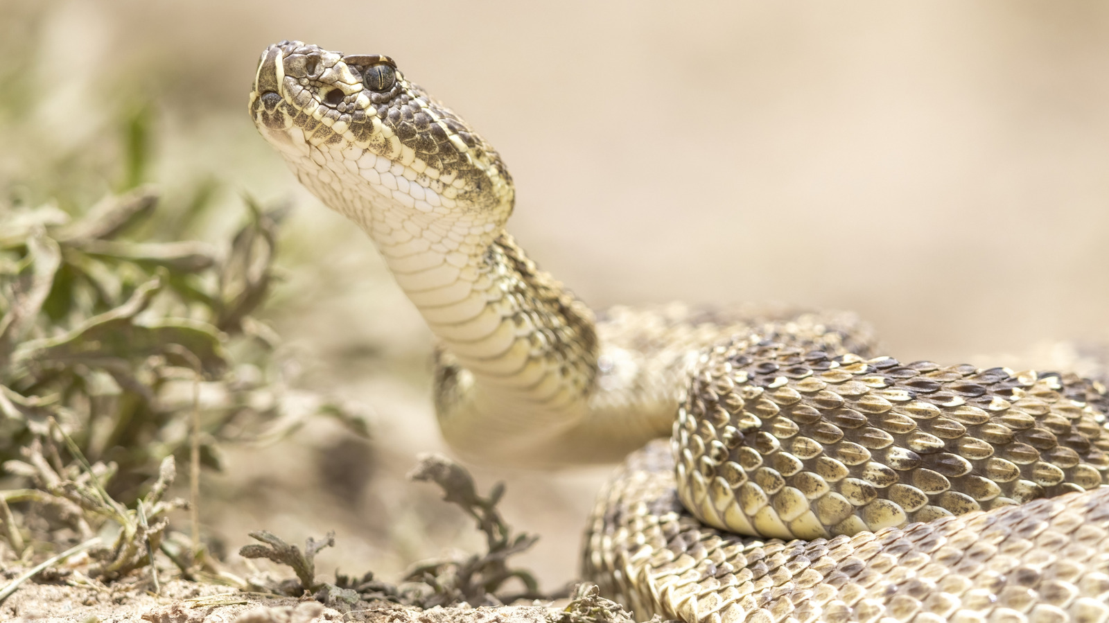 Ce sont les deux seuls États américains où la randonnée et le camping sont totalement exempts de serpents