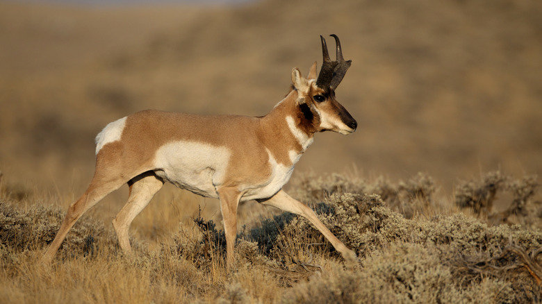 une antilope d'Amérique dans le parc d'État de Buffalo Bill