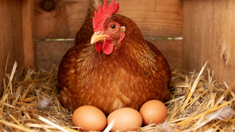 Poule protégeant les œufs fraîchement pondus