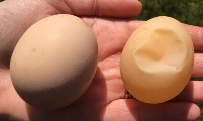 La différence entre les coquilles d’œufs épaisses et fines s’explique facilement par la science