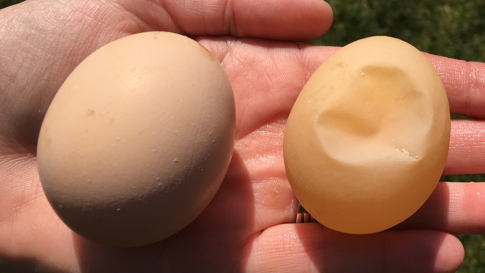 La différence entre les coquilles d’œufs épaisses et fines s’explique facilement par la science