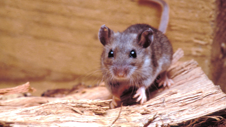 Une souris sylvestre de près