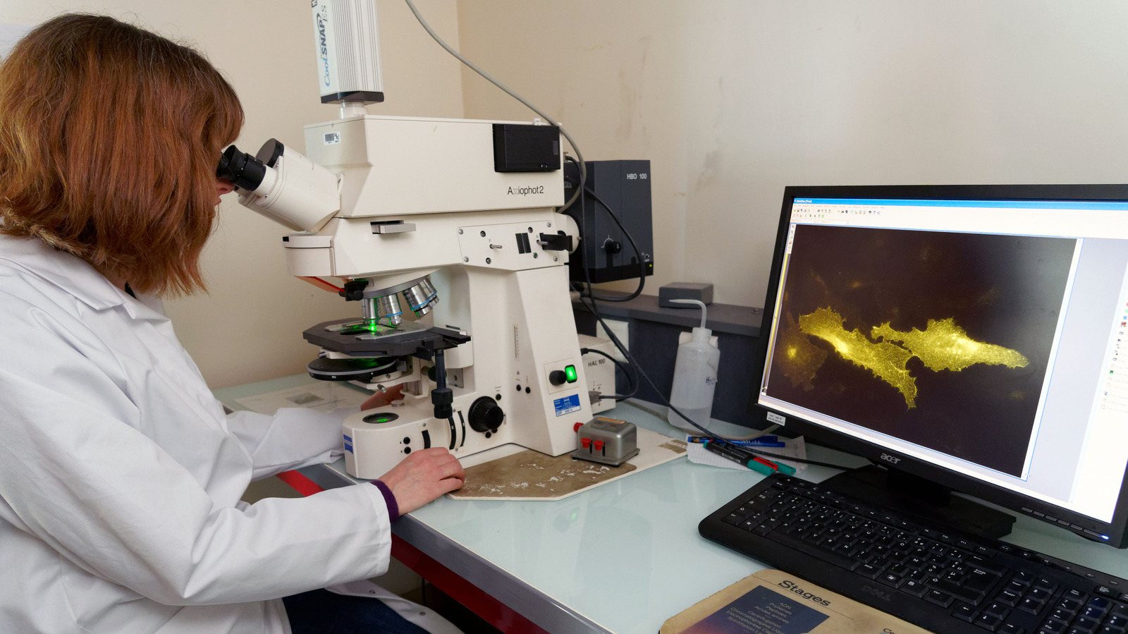 La différence entre l’hantavirus et le COVID-19 peut facilement être expliquée par la science