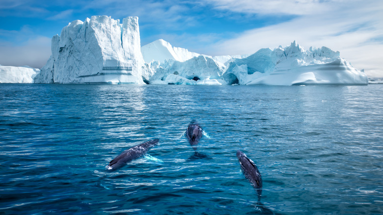 Baleines à bosse nageant près des icebergs au Groenland