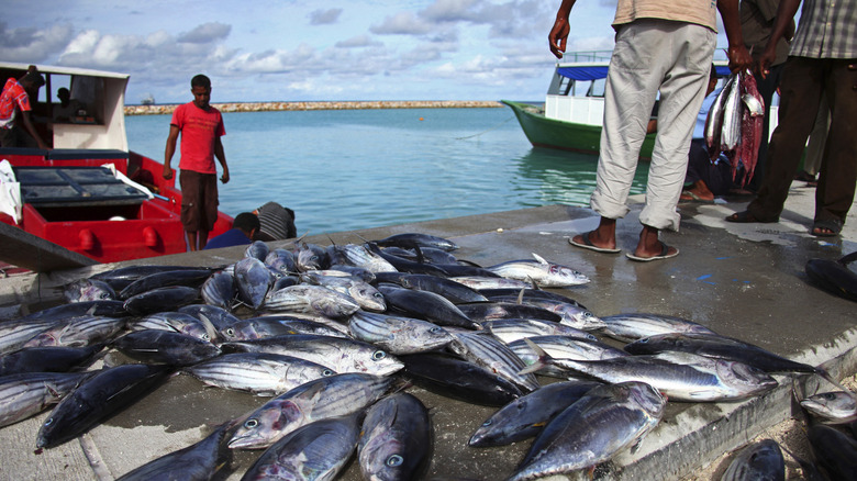Pêcheurs examinant leurs prises du jour disposées sur un quai