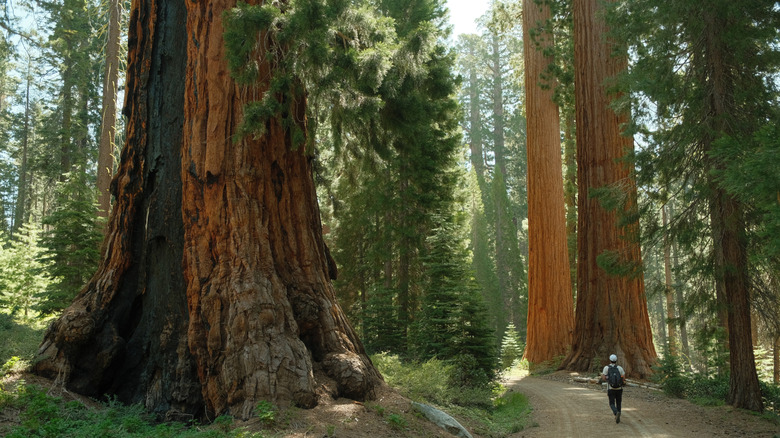 séquoias géants dans le parc national de Yosemite