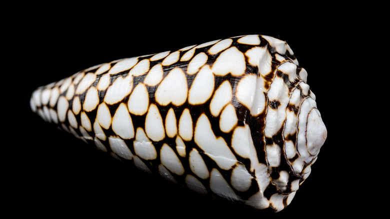 Une coquille conique devant un fond noir.