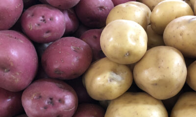 La différence entre les pommes de terre rouges et blanches s'explique facilement par la science
