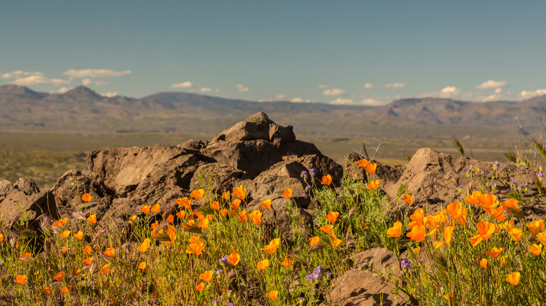 Coquelicots orange en fleurs sur la Peridot Mesa avec des montagnes en arrière-plan