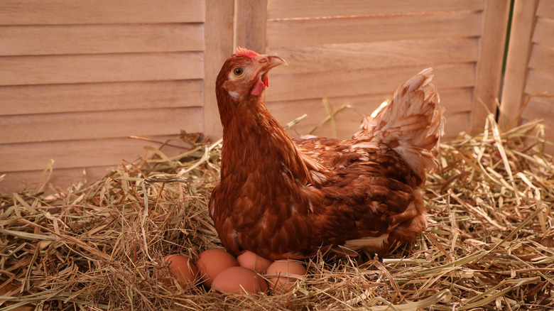 Poule sur nid entouré d'oeufs