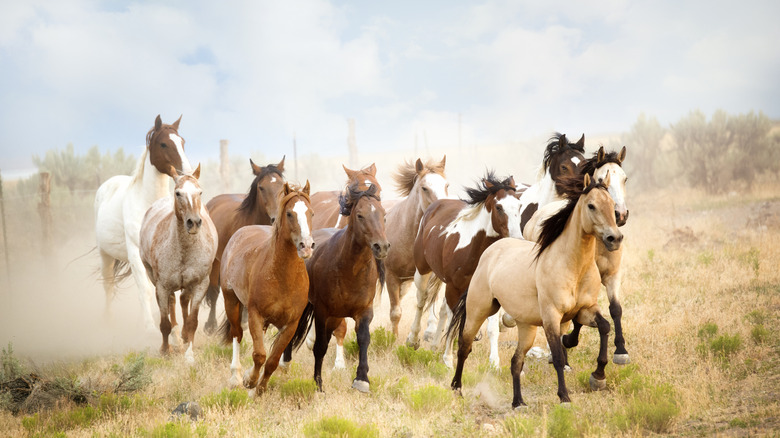 Chevaux sauvages galopant dans les prairies.