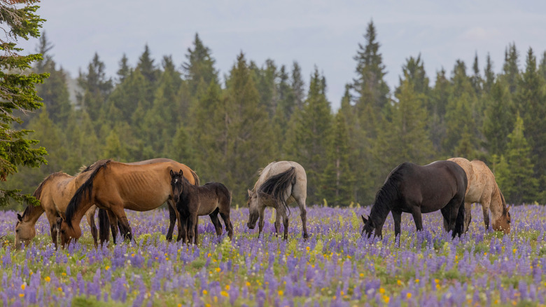Les chevaux sauvages du mont Pryor paissant parmi les fleurs sauvages.