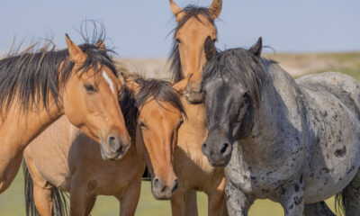 Des chevaux sauvages se promènent librement dans cette destination de montagne à la frontière du Wyoming et du Montana