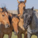 Des chevaux sauvages se promènent librement dans cette destination de montagne à la frontière du Wyoming et du Montana
