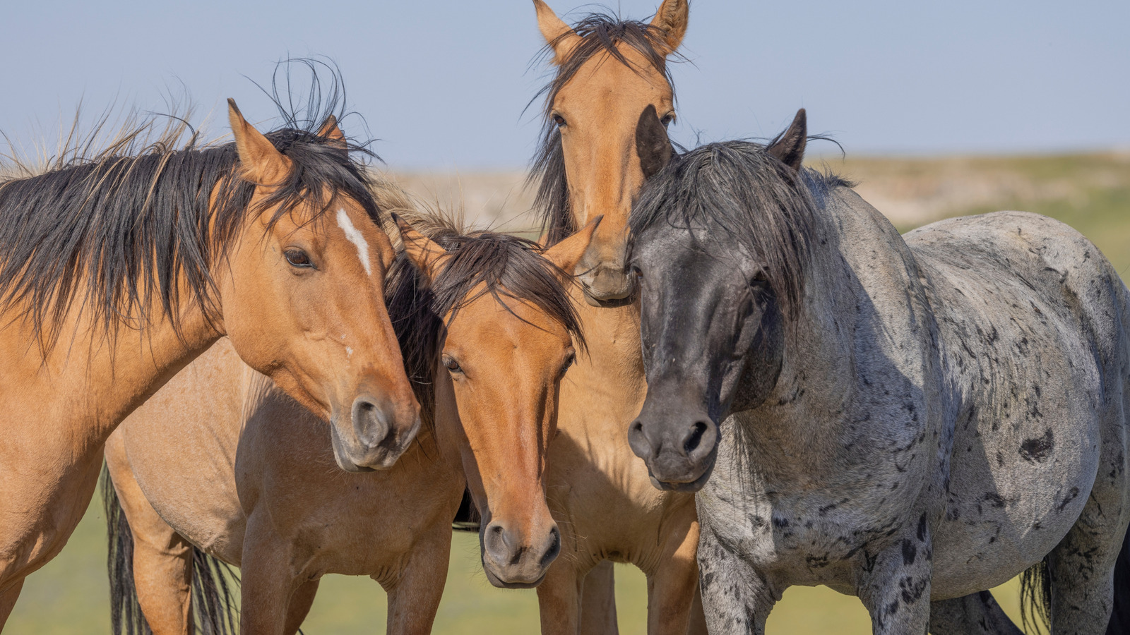 Des chevaux sauvages se promènent librement dans cette destination de montagne à la frontière du Wyoming et du Montana