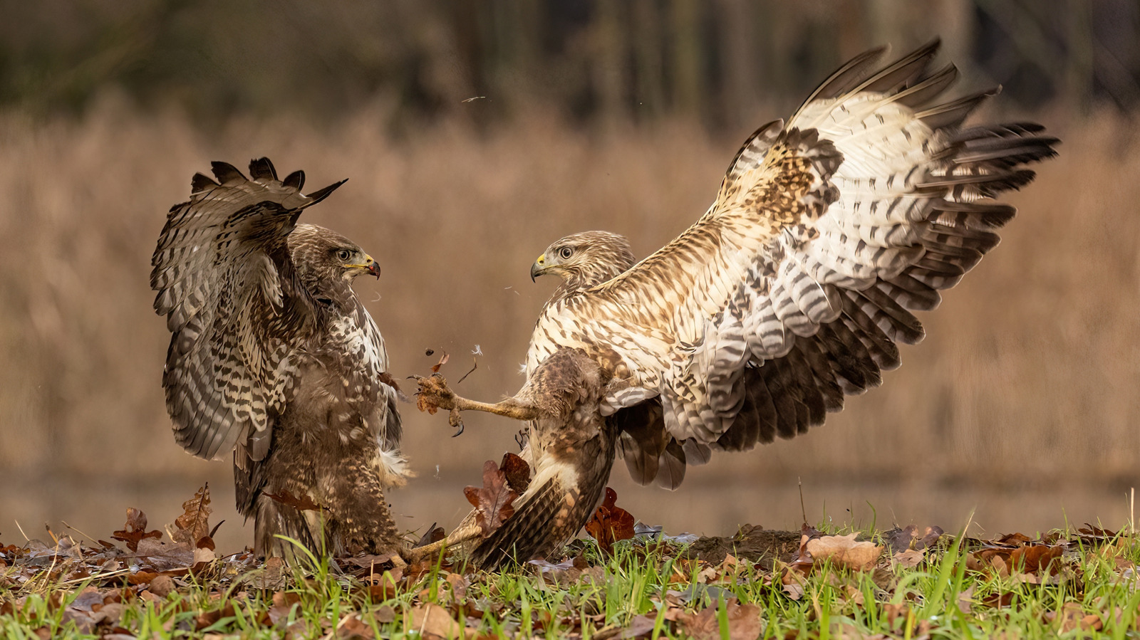 L'oiseau le plus rapide du monde est l'un des prédateurs suprêmes du ciel