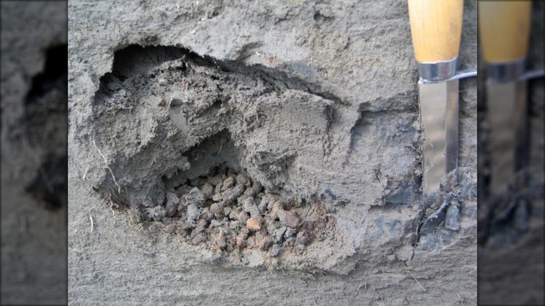 Anciennes boulettes fécales laissées par des spermophiles arctiques trouvées dans le ruisseau Lower Quartz, au Yukon