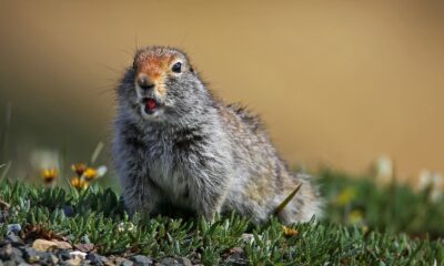 Des scientifiques ont découvert quelque chose d'inattendu caché dans les crottes d'un écureuil au Canada