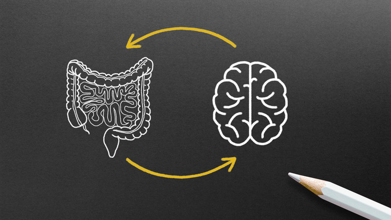 Esquissez des images des intestins et du cerveau avec des flèches qui les relient